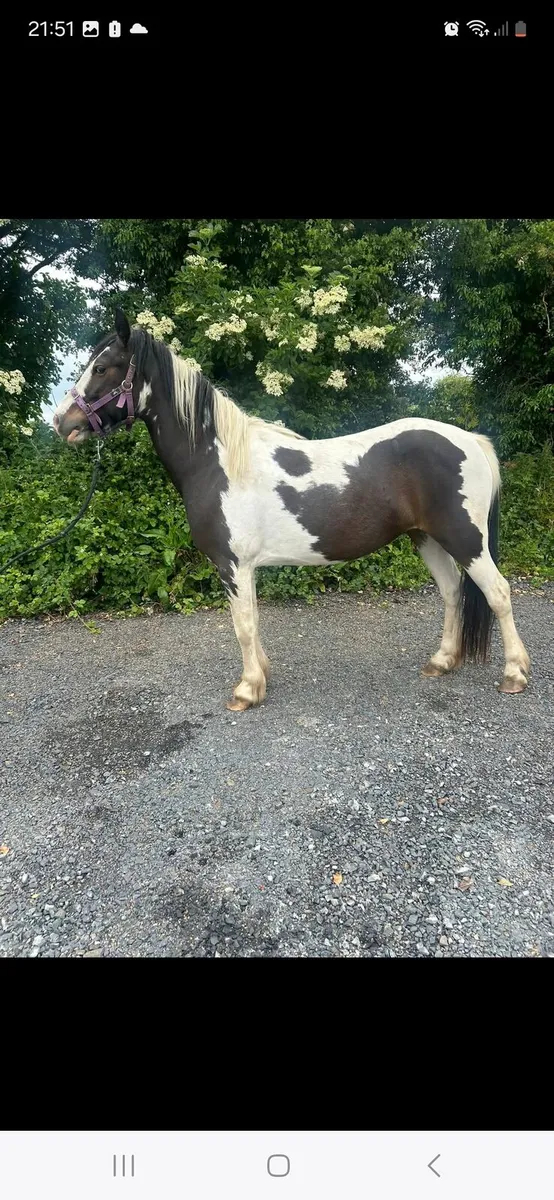 4 Yr old filly - Image 3