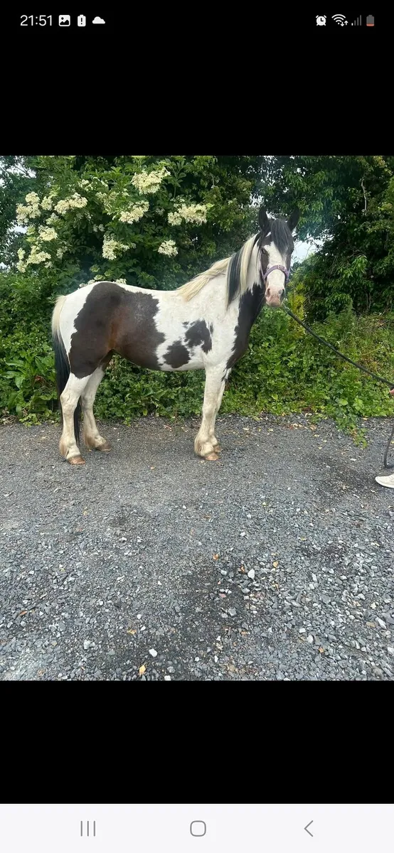 4 Yr old filly - Image 4