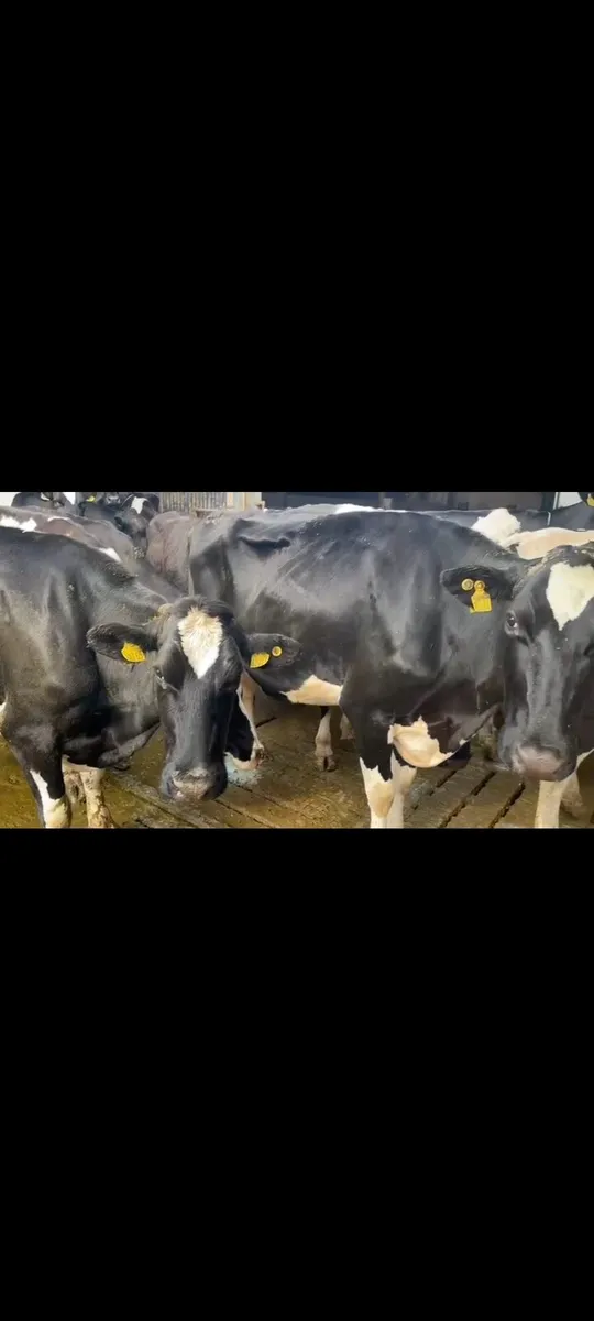 Pedigree Holestein herd of cows - Image 3