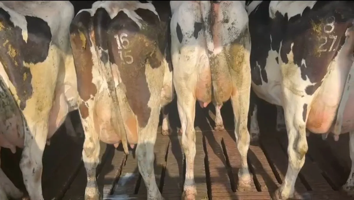 Pedigree Holestein herd of cows - Image 1