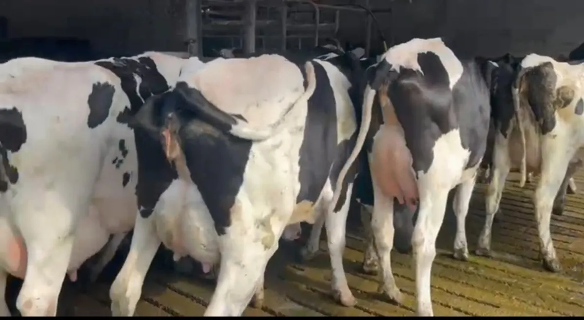 Pedigree Holestein herd of cows - Image 4