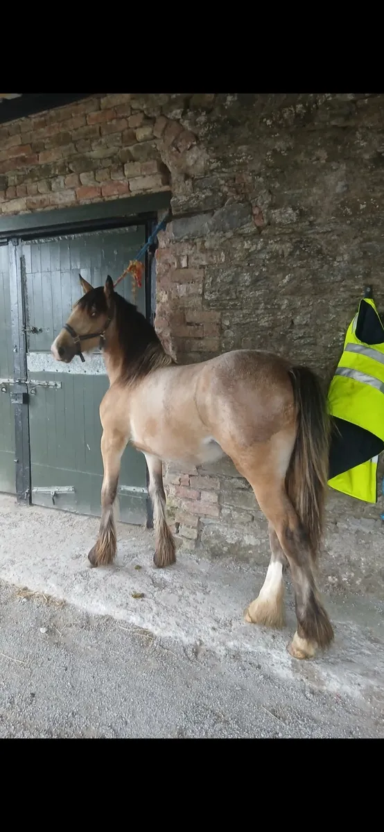 Fabulous big dun filly - Image 2