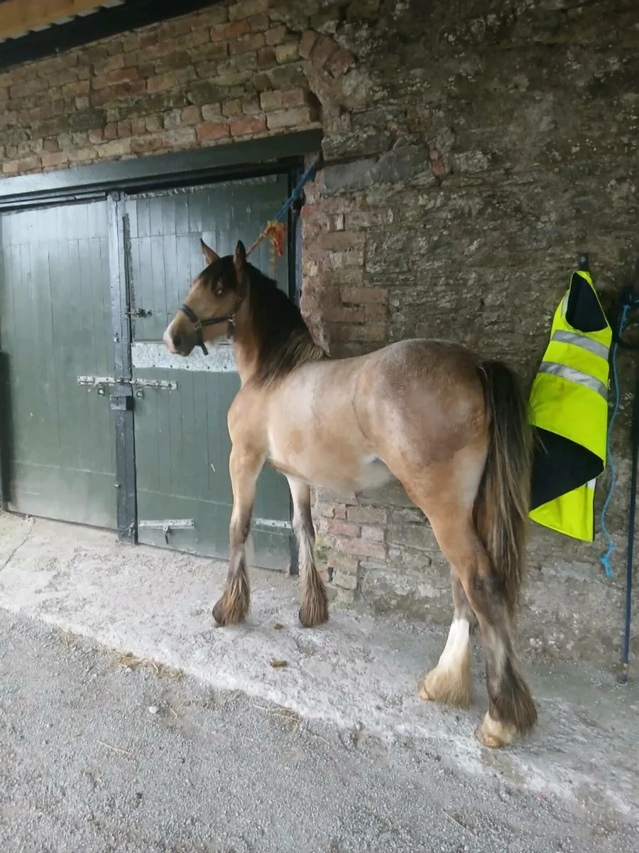 Fabulous big dun filly - Image 3