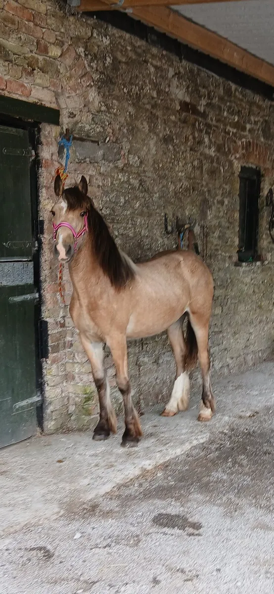 Fabulous big dun filly - Image 4