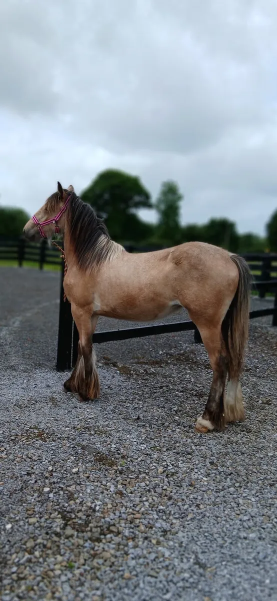 Fabulous big dun filly - Image 1
