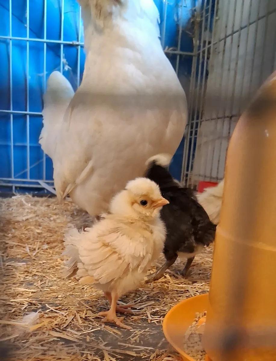 Polish + Silkie eggs, chicks - Image 2