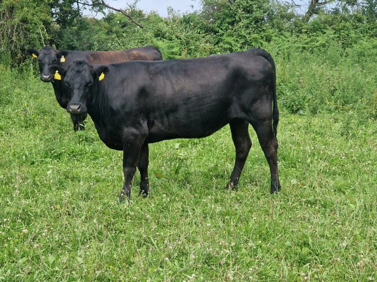 Waygu X Angus Organic Hefiers - Image 1