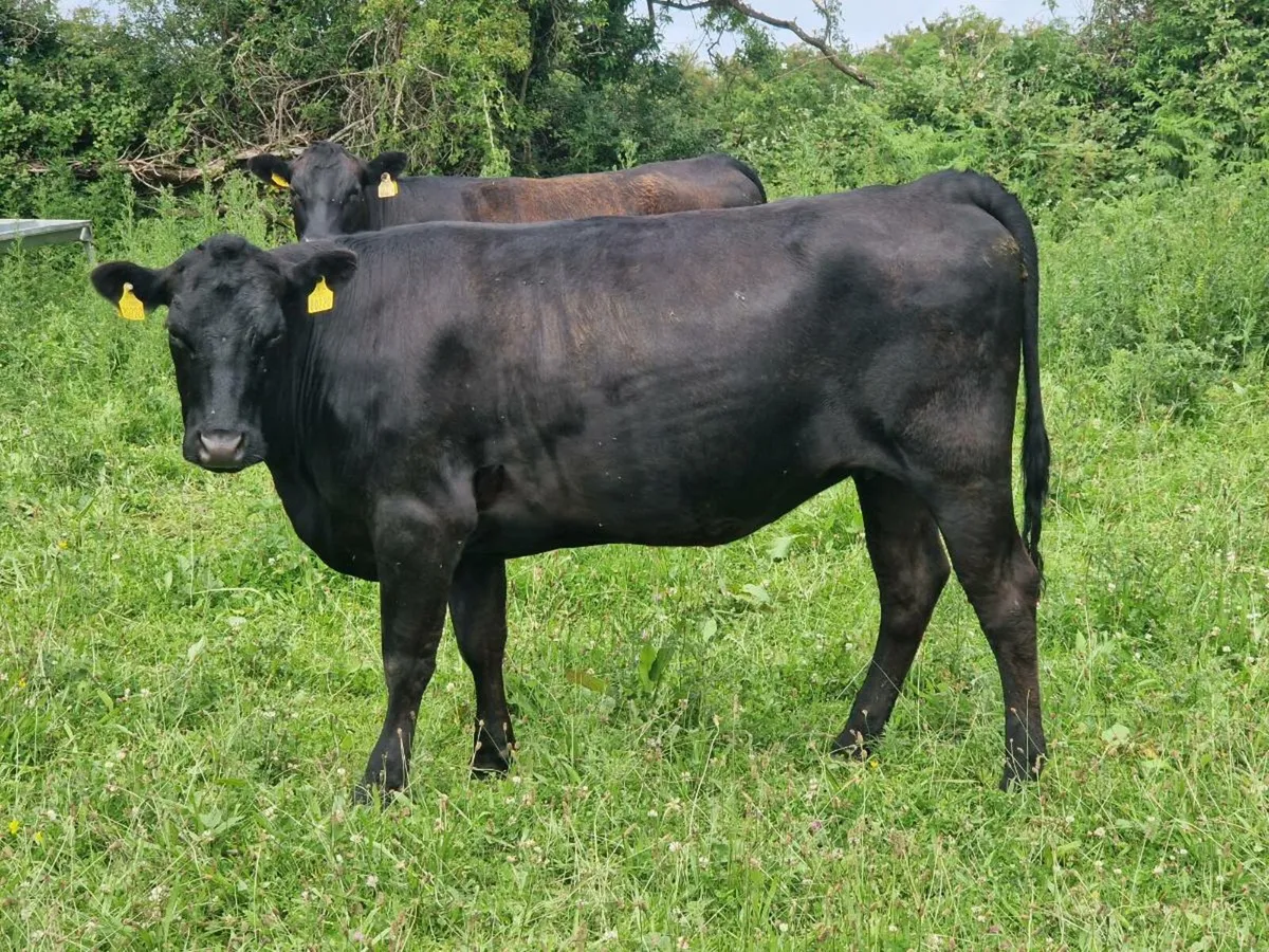 Waygu X Angus Organic Hefiers - Image 2