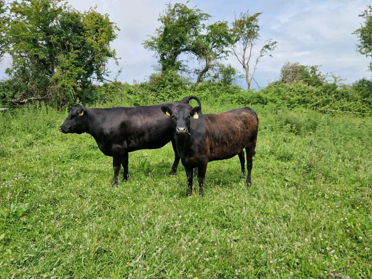 Waygu X Angus Organic Hefiers - Image 3