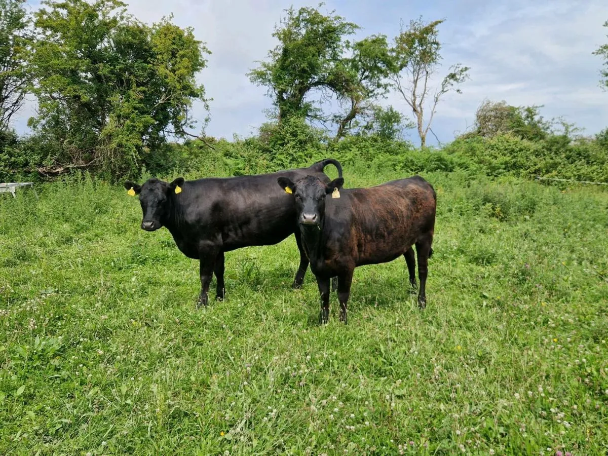 Waygu X Angus Organic Hefiers - Image 4