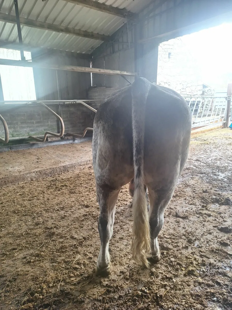 Livestock - Image 3