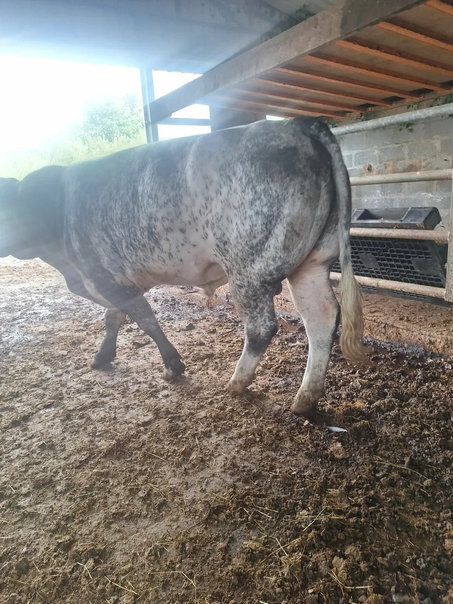 Livestock - Image 4