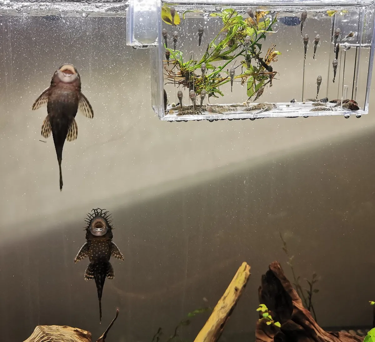 Bristlenose Pleco Babies - Image 1
