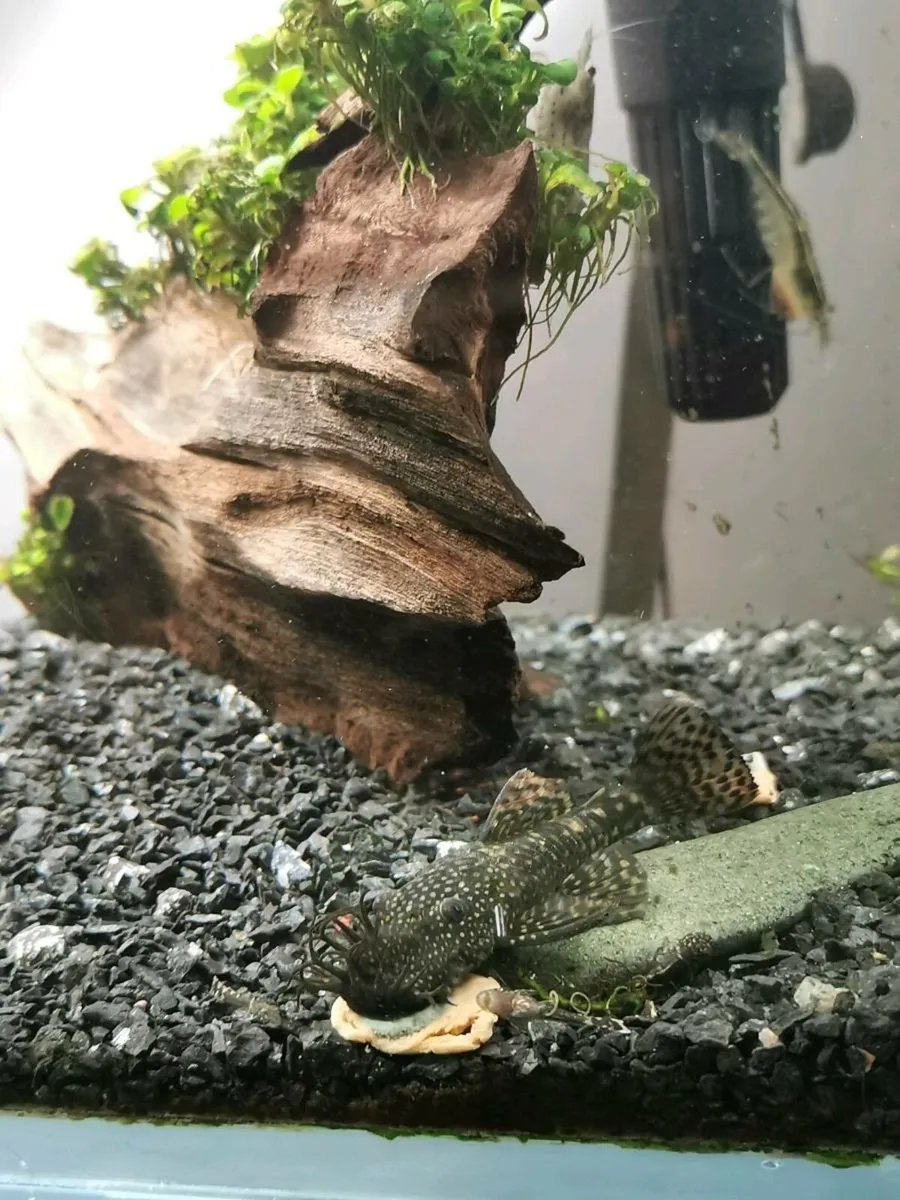 Bristlenose Pleco Babies - Image 2