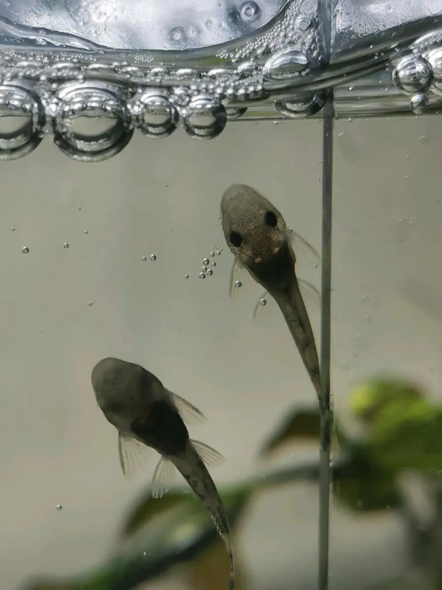 Bristlenose Pleco Babies - Image 4