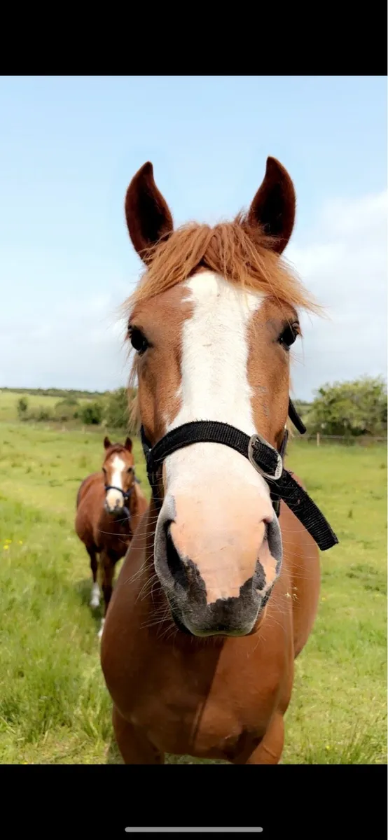 Beautiful 3year old - Image 1