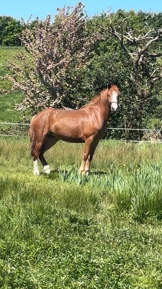 Beautiful 3year old - Image 2
