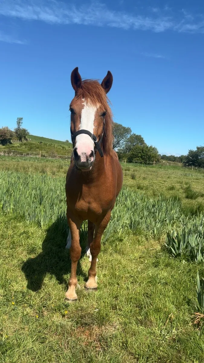 Beautiful 3year old - Image 3