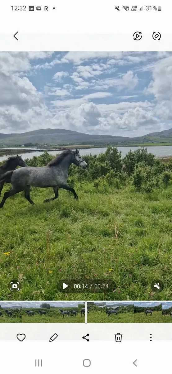 Gallant Cavalier X Connemara - Image 1