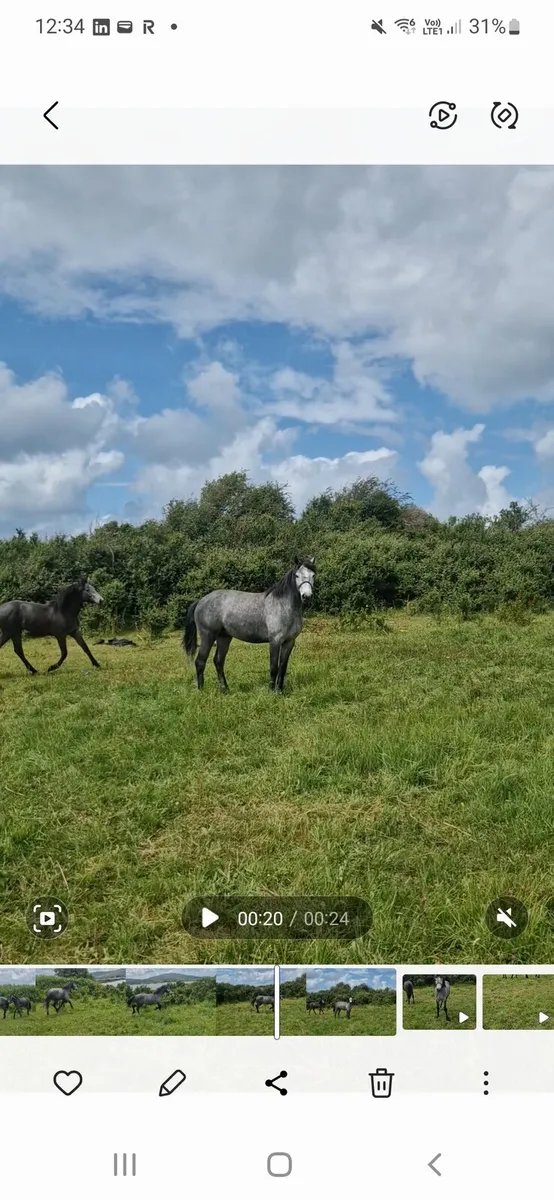Gallant Cavalier X Connemara - Image 2