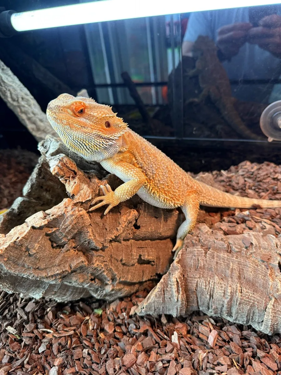 Bearded Dragon Full Set Up (Male) - Image 1
