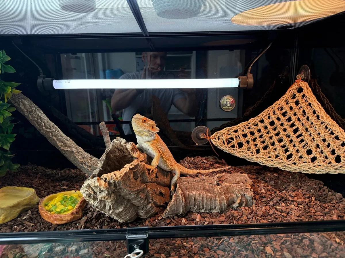 Bearded Dragon Full Set Up (Male) - Image 2