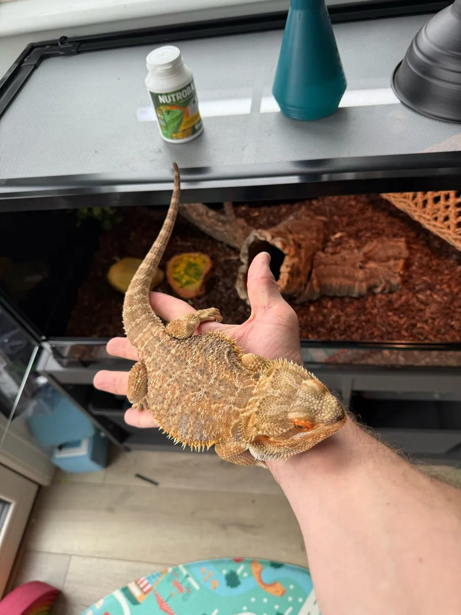 Bearded Dragon Full Set Up (Male) - Image 3