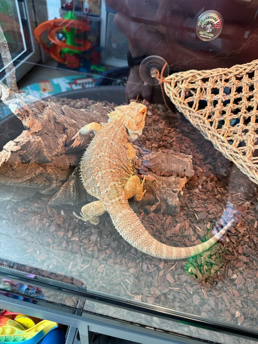 Bearded Dragon Full Set Up (Male) - Image 4