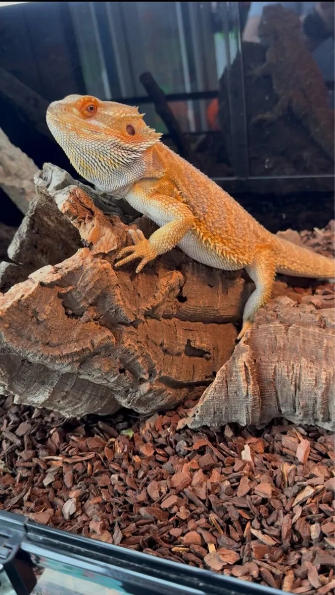 Bearded Dragon Full Set Up (Male) - Image 4