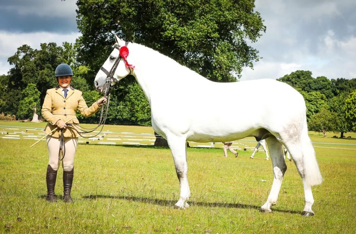 IDHBA Laois Branch Show 2025 - Image 1