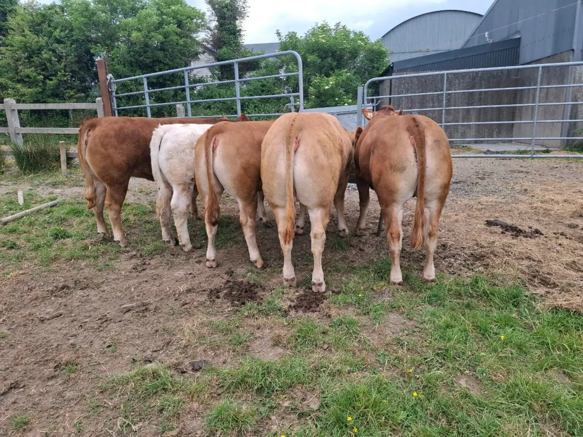 Super weanling hefirs - Image 2
