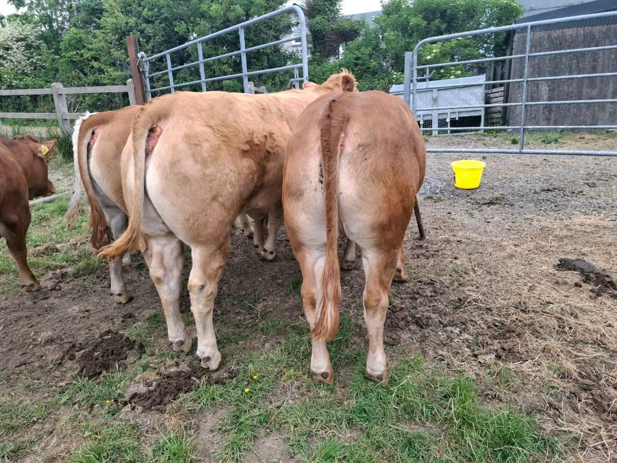 Super weanling hefirs - Image 3