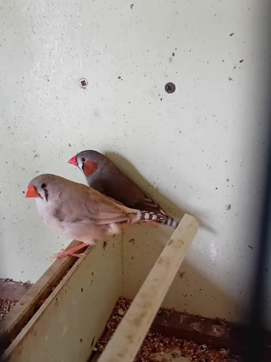 Birds - Image 1