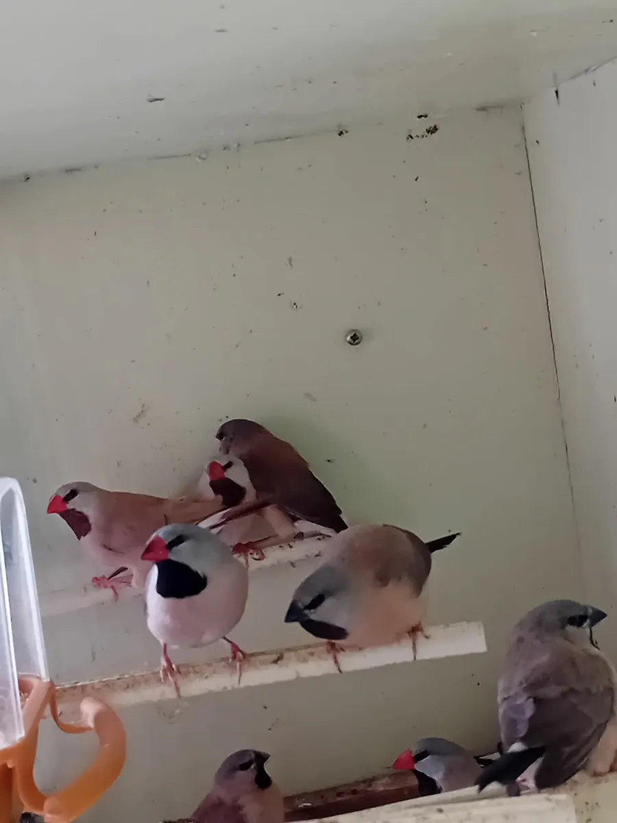 Birds - Image 2