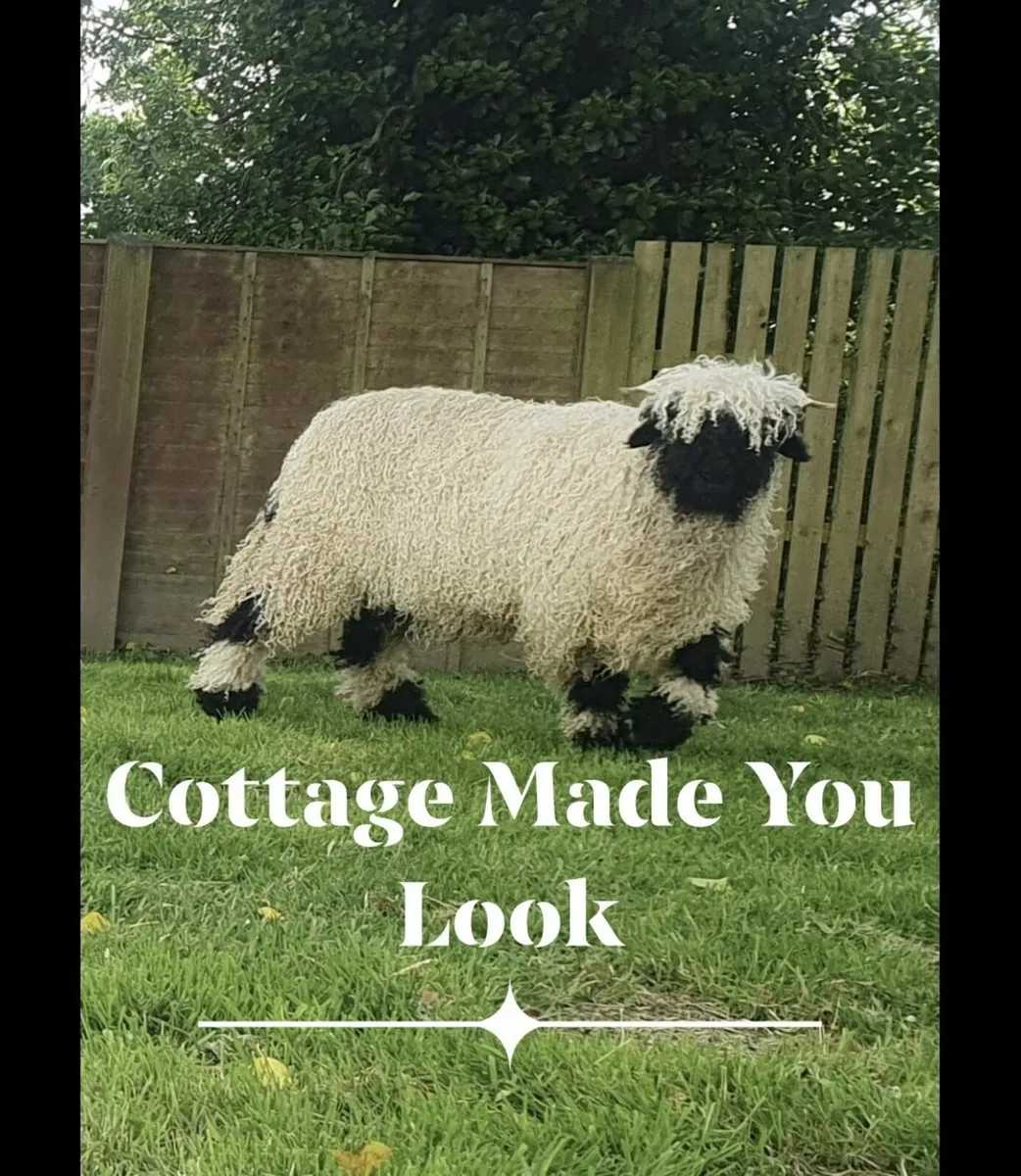 All Ireland winning Cottage Valais Blacknose - Image 1