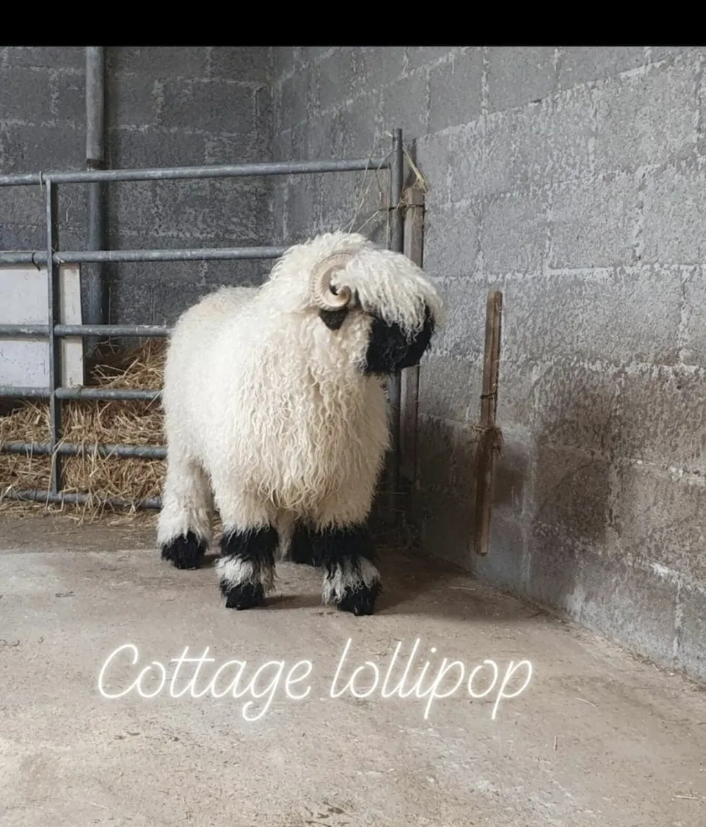 All Ireland winning Cottage Valais Blacknose - Image 3