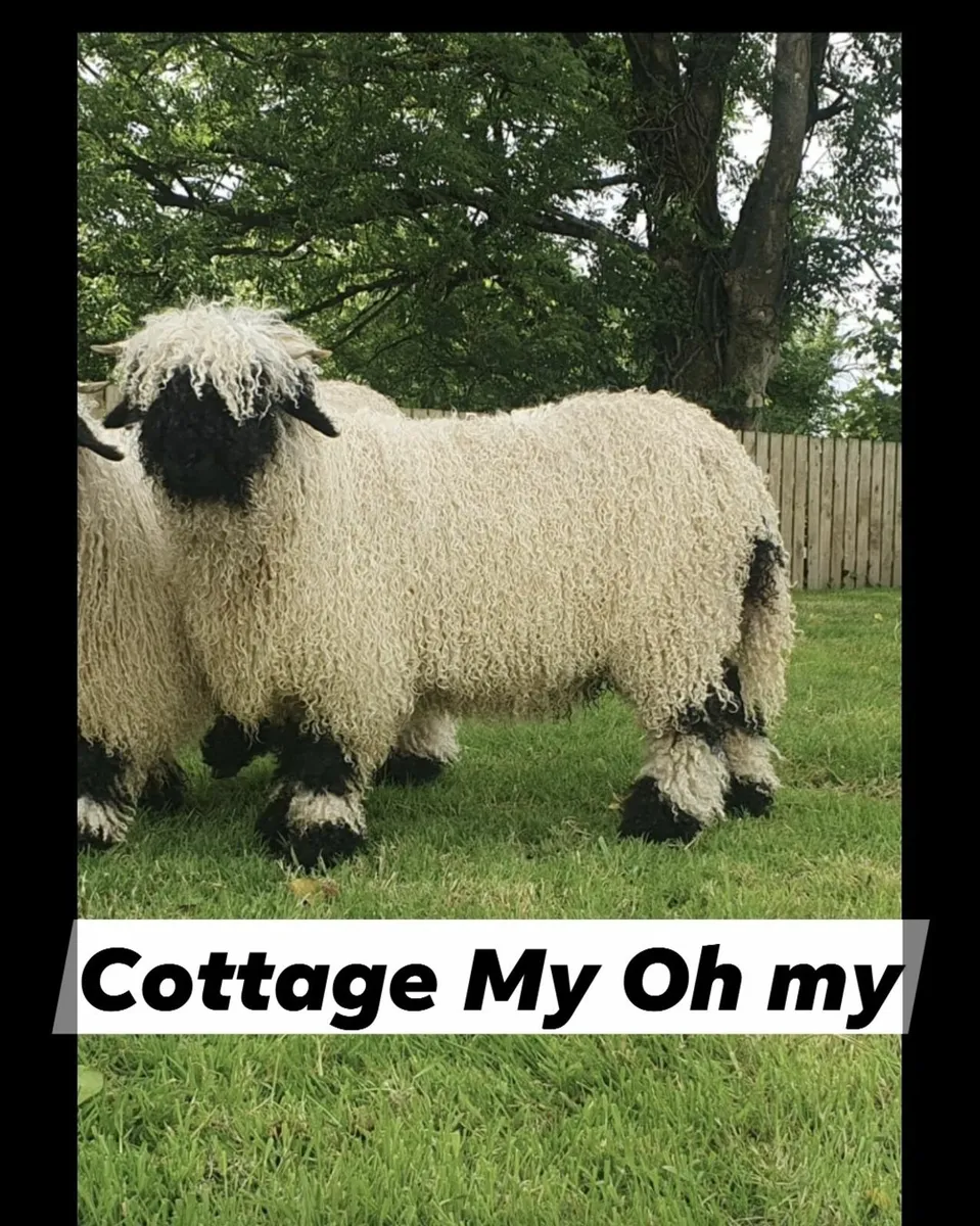 All Ireland winning Cottage Valais Blacknose - Image 4