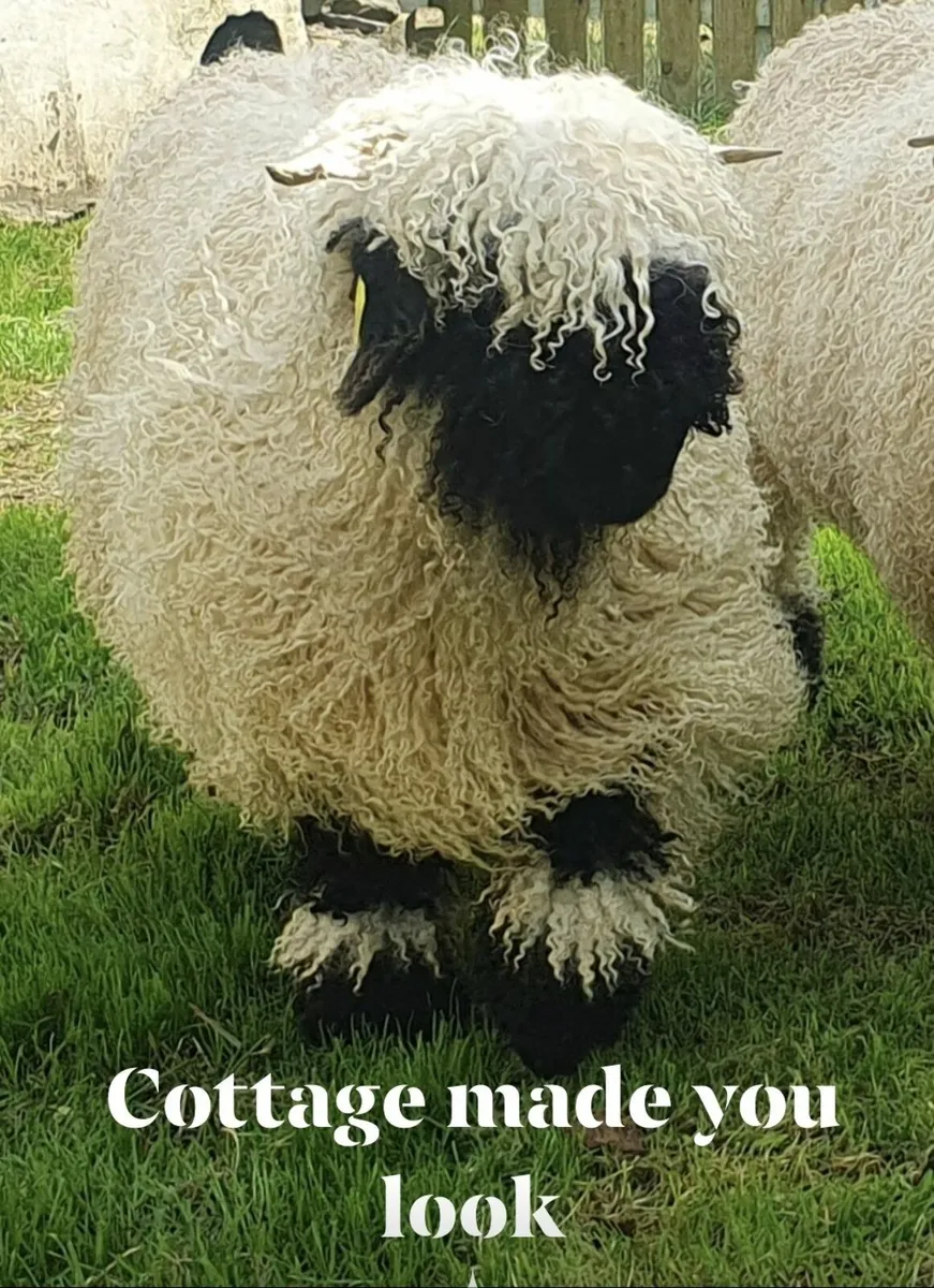 All Ireland winning Cottage Valais Blacknose - Image 2