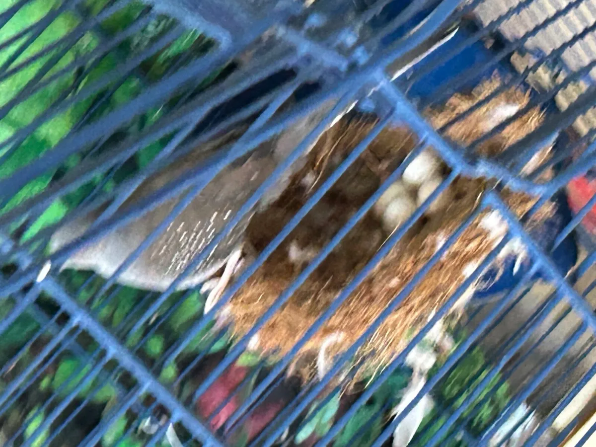 Birds - Image 1