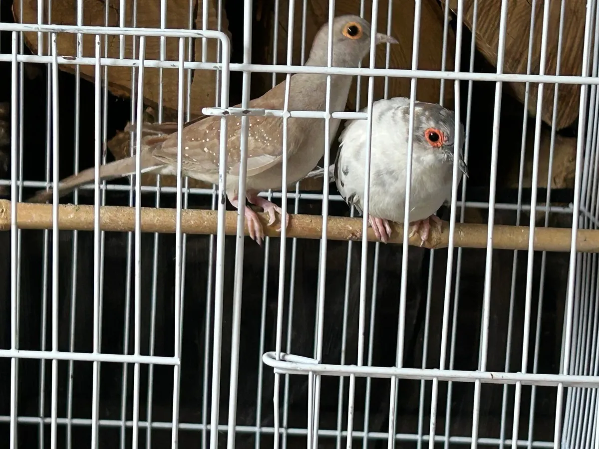 Birds - Image 2