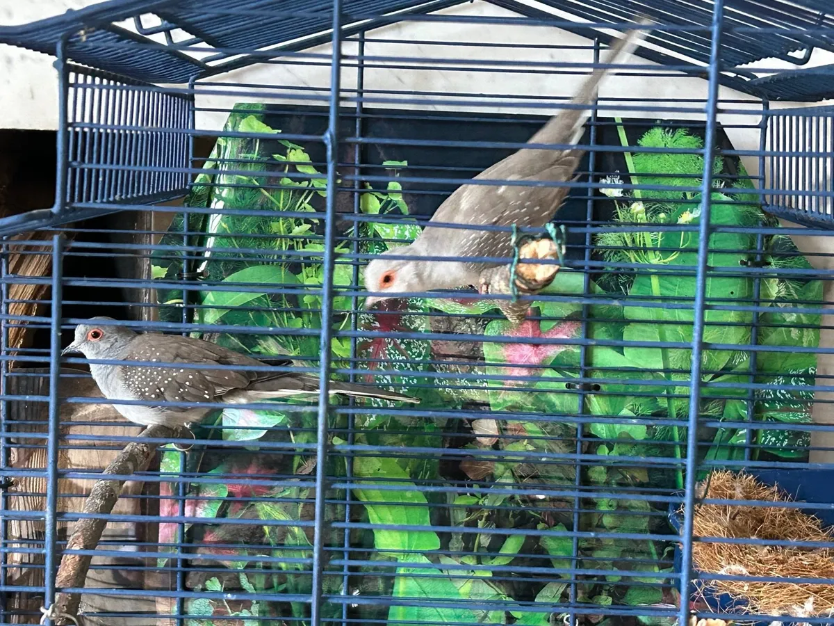 Birds - Image 4