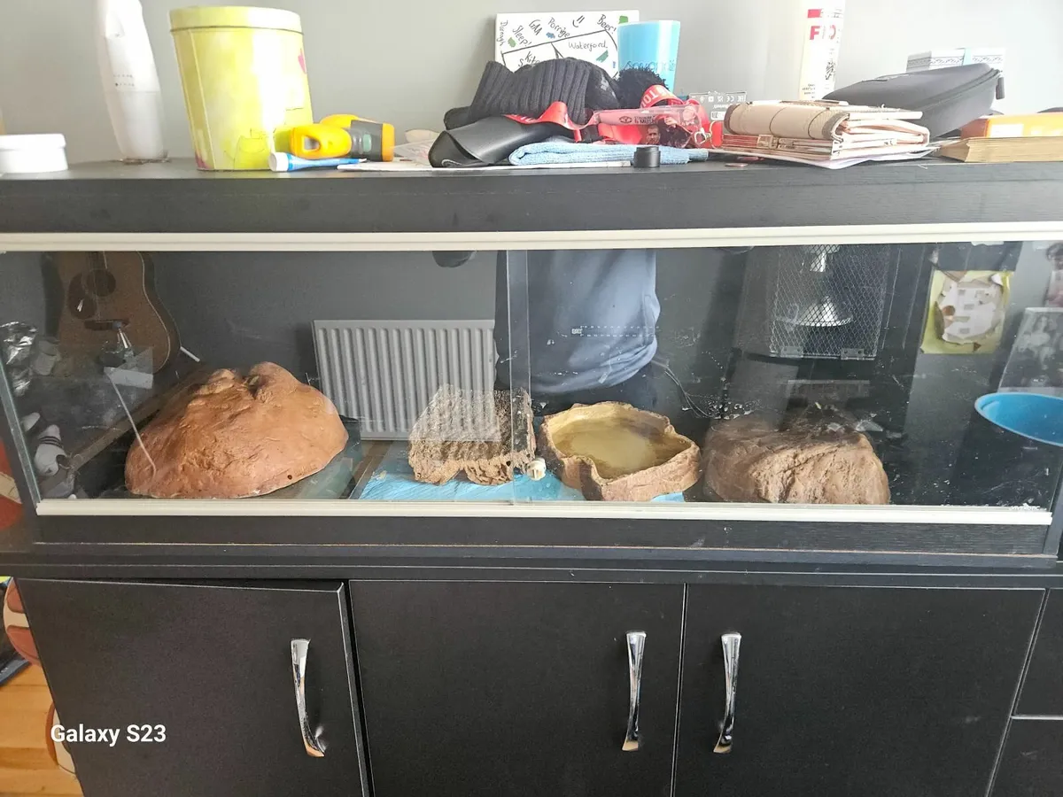 Ball python - Image 1