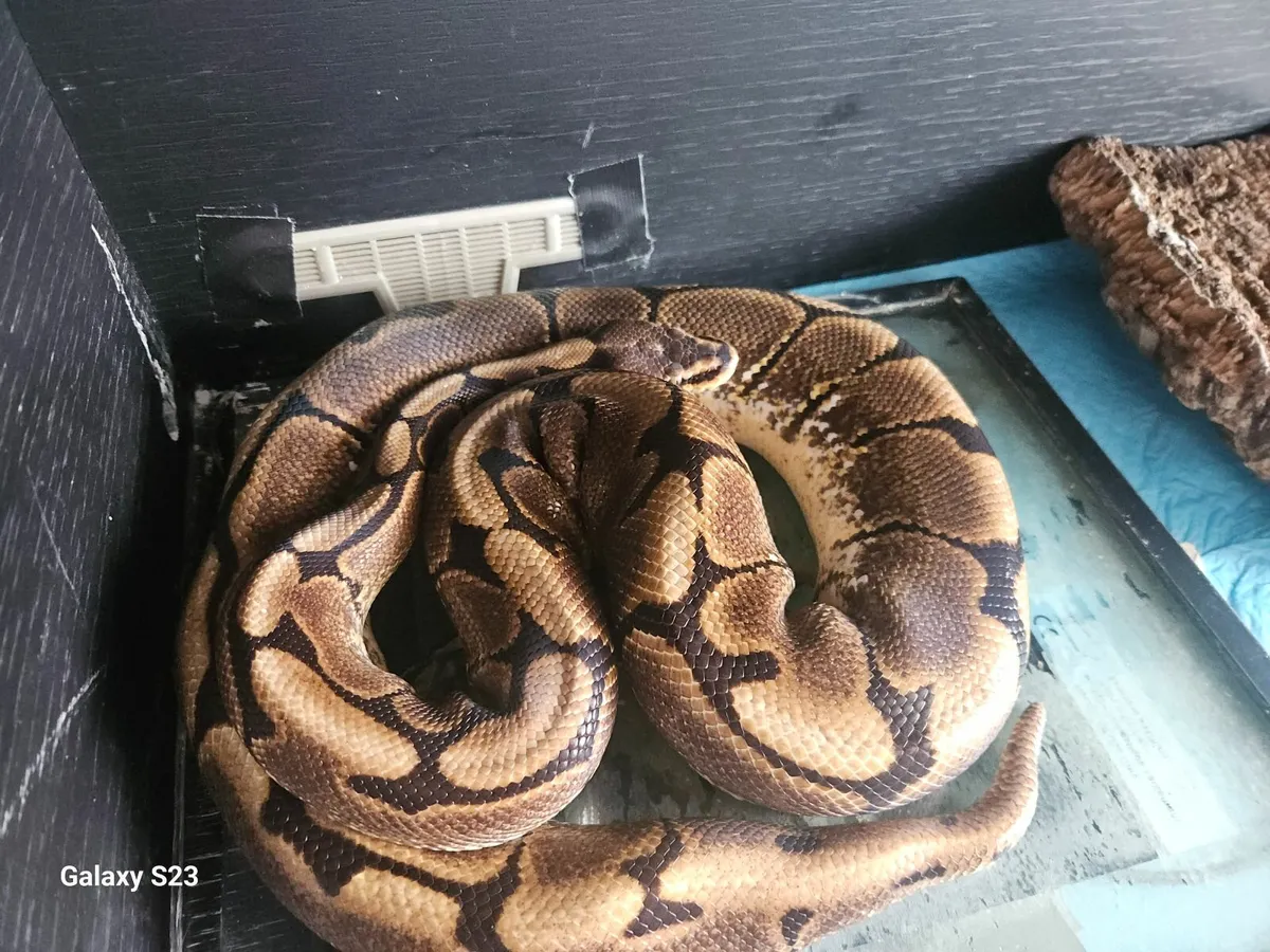 Ball python - Image 2