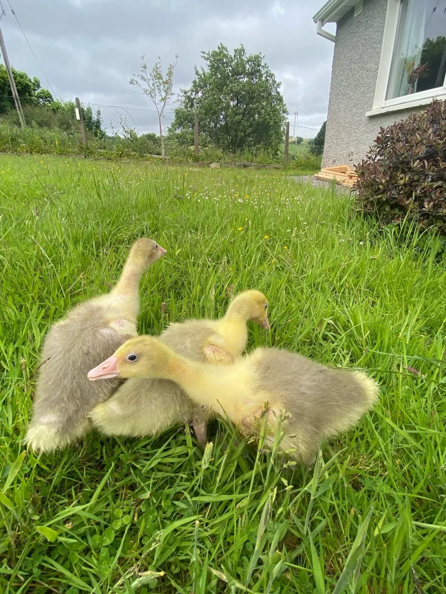Goslings - Image 1