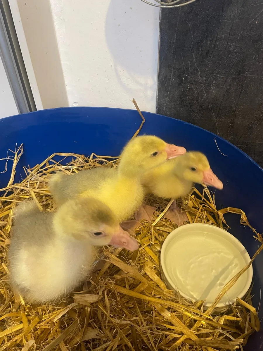 Goslings - Image 2