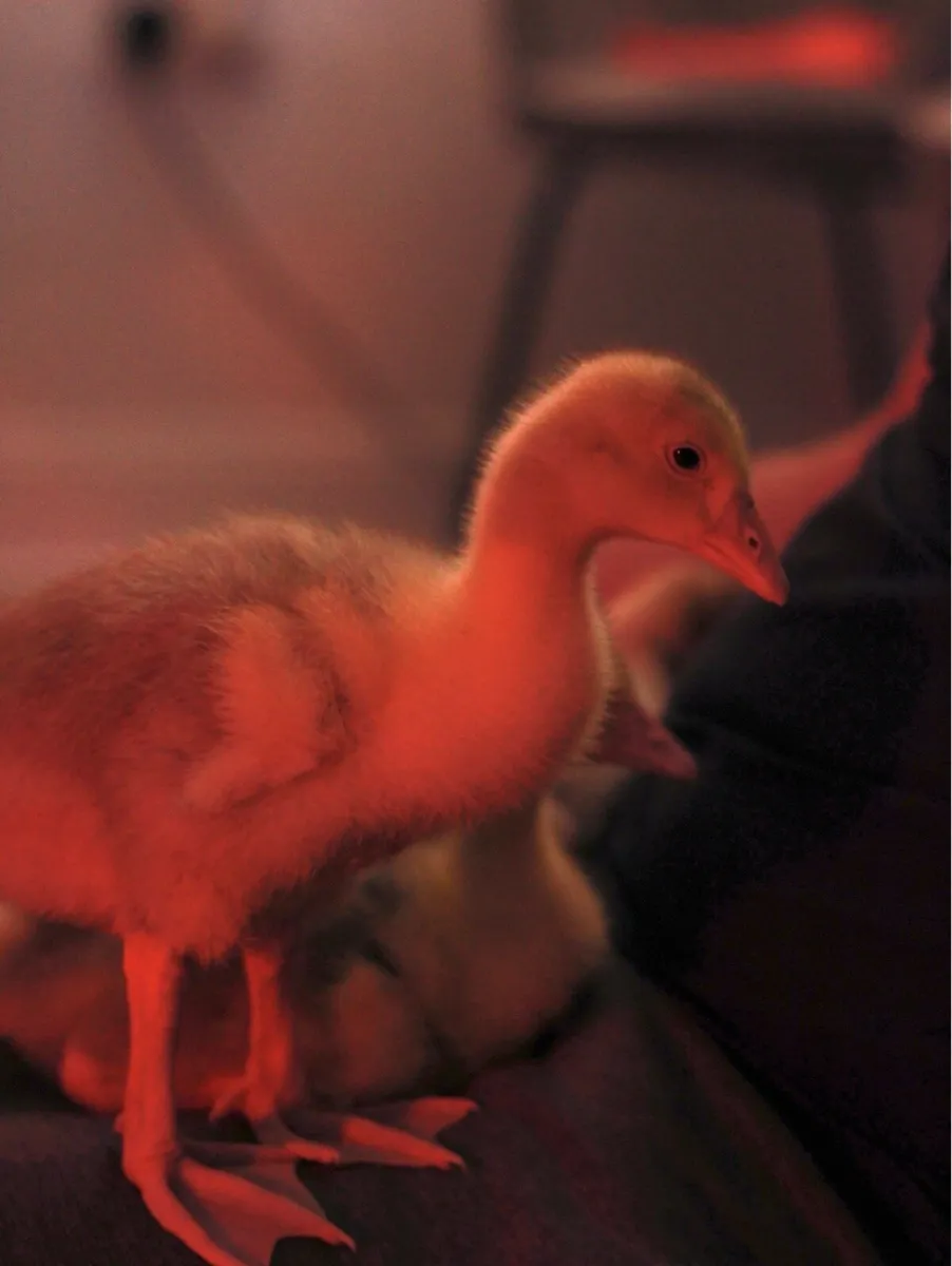 Goslings - Image 3
