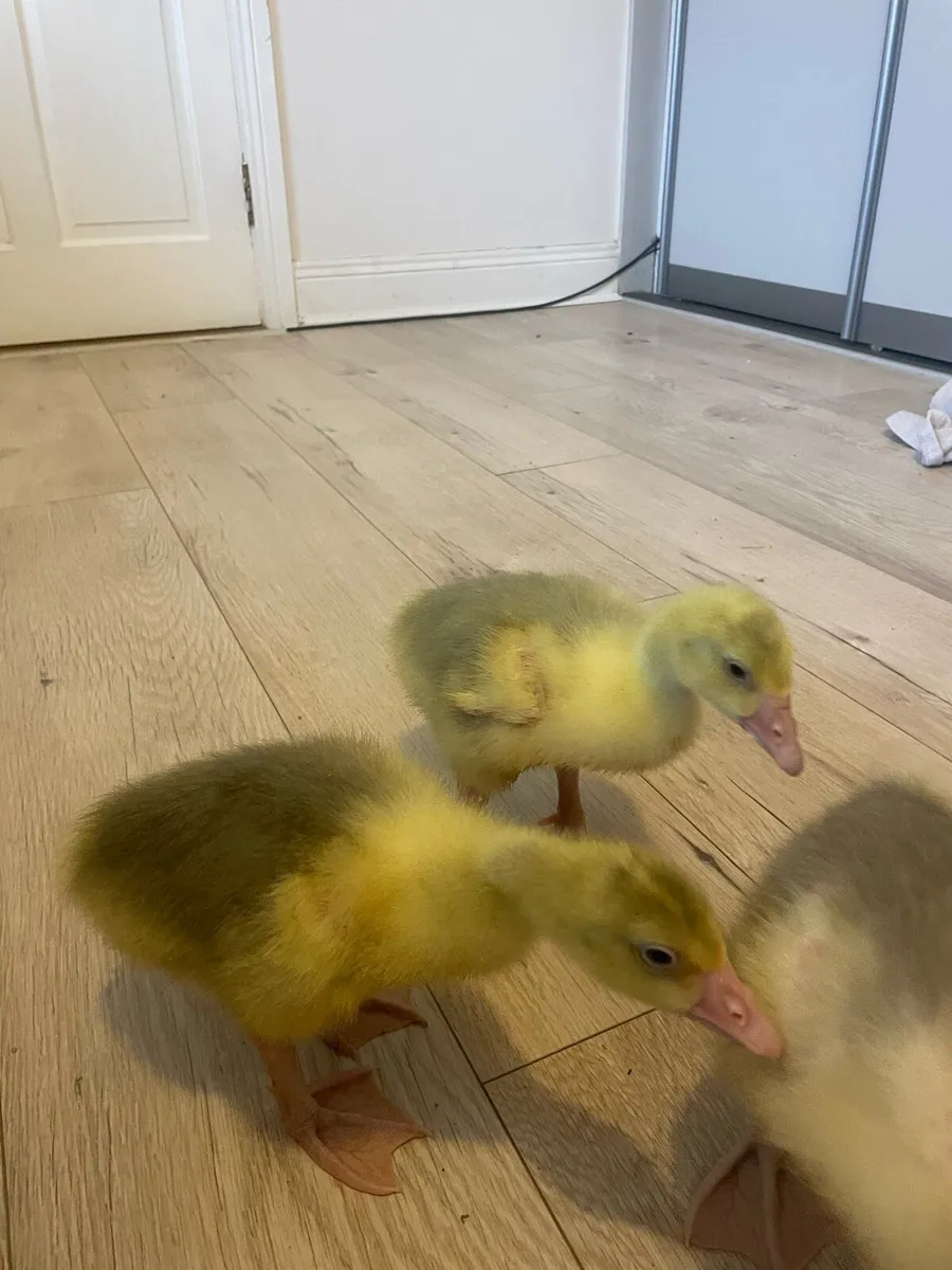 Goslings - Image 4