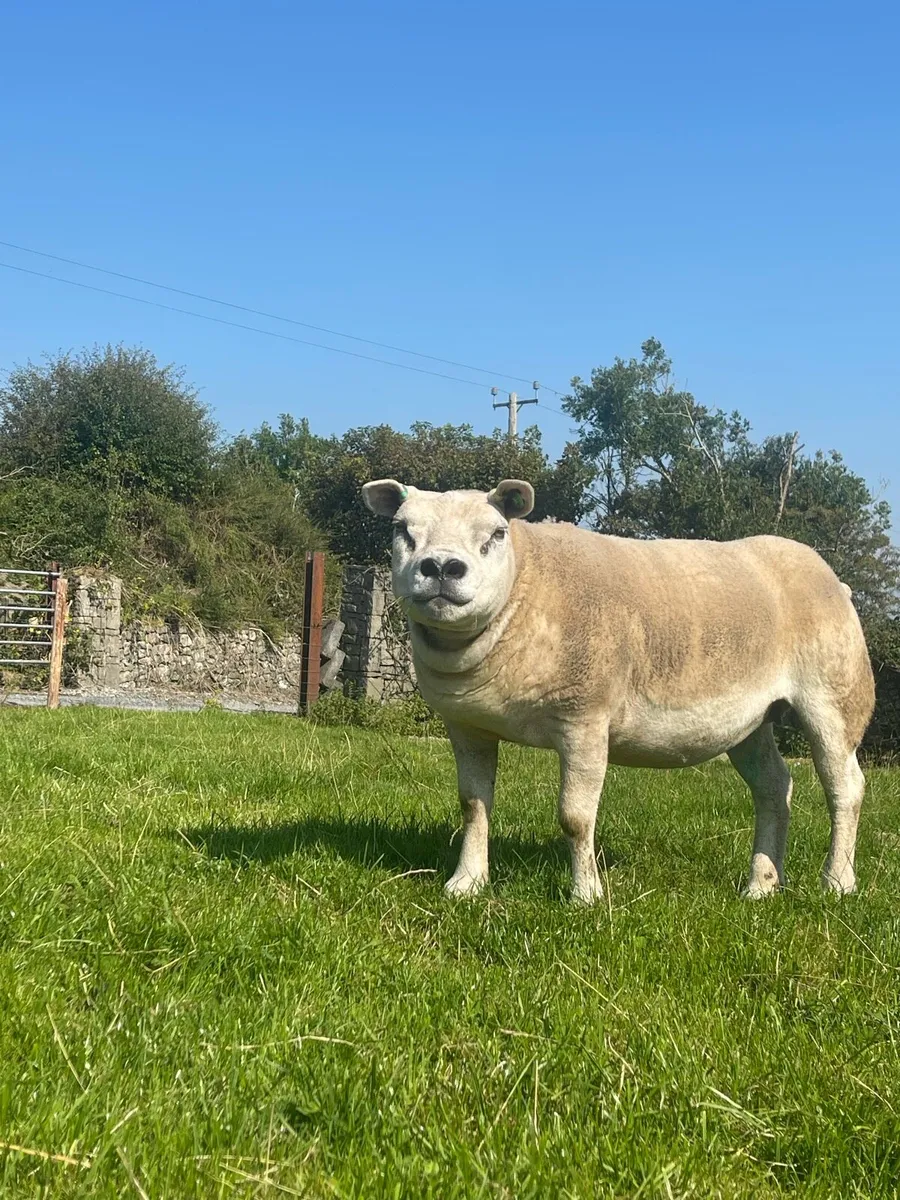 Sheep - Image 4
