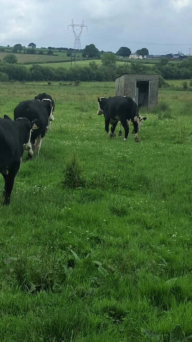 Hereford bullocks - Image 1