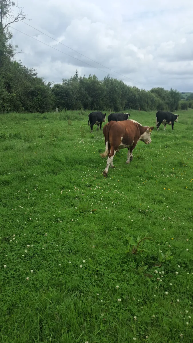 Hereford bullocks - Image 2